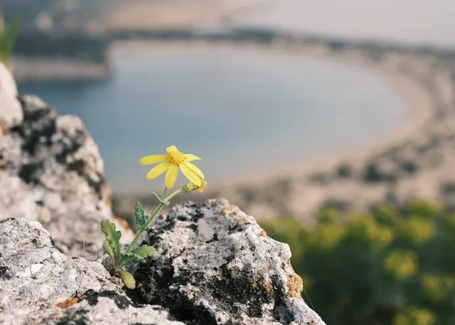 Blume wächst auf einem Felsen über einer Bucht